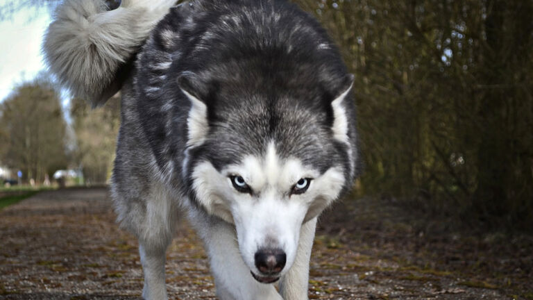 Experts Shared Essential Tips For If You Come Face To Face With A Wolf