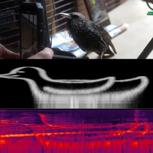 the-mouth-starling-bird-sing-digital-art-png-file.jpg