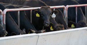 us-cattle-beef.jpg