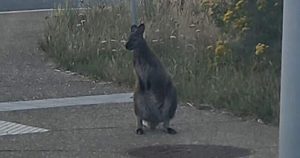 wallaby-520614345-1173406694818634-1378173831801828799-n.jpg