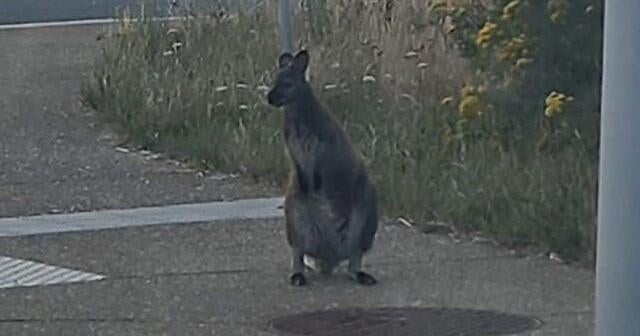 wallaby-520614345-1173406694818634-1378173831801828799-n.jpg