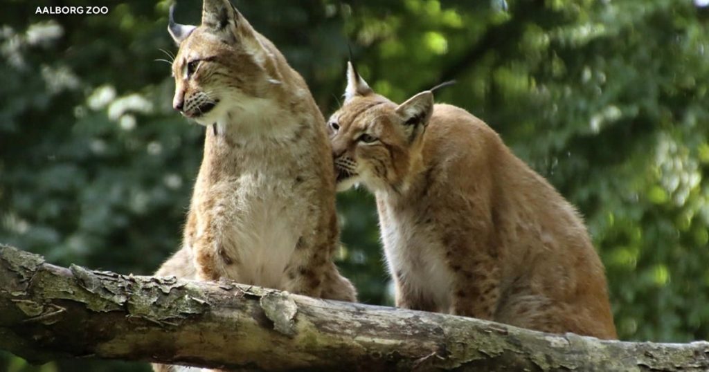 0805-cmo-zoo.jpg