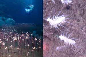 fendouzhe-submersible-aleutian-trenches-deep-sea-life.jpg