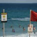 ‘Large shark’ kills man off Sydney beach