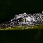 gettyimages-2038748545.jpg