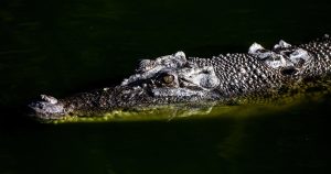 gettyimages-2038748545.jpg