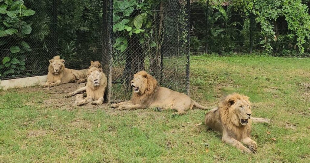 lions-526585019-1265996985556387-2369525089491116612-n.jpg
