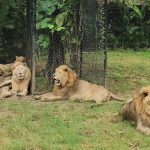 lions-526585019-1265996985556387-2369525089491116612-n.jpg