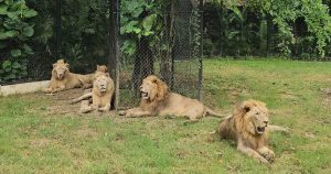 lions-526585019-1265996985556387-2369525089491116612-n.jpg