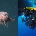 mbari-deep-sea-snailfish-bumpy.jpg