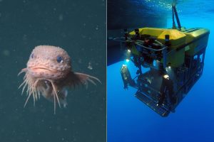 mbari-deep-sea-snailfish-bumpy.jpg