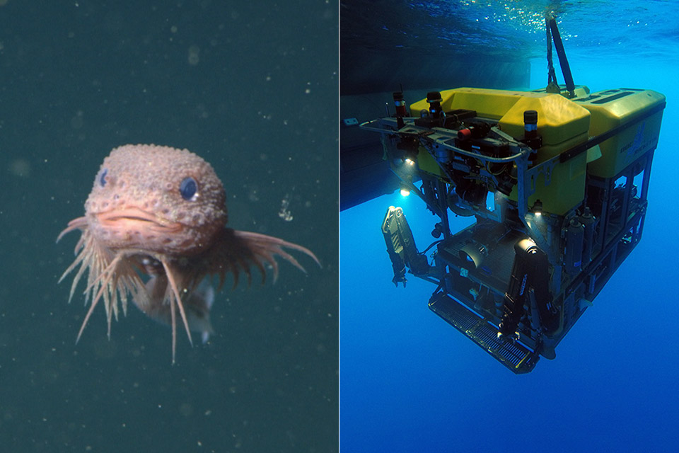 mbari-deep-sea-snailfish-bumpy.jpg